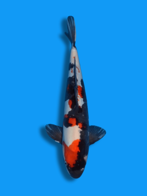 Doitsu Showa kaufen | Koi&Co.